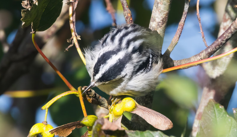 A Black-and-white Warbler, a North American songbird rarely found in Europe