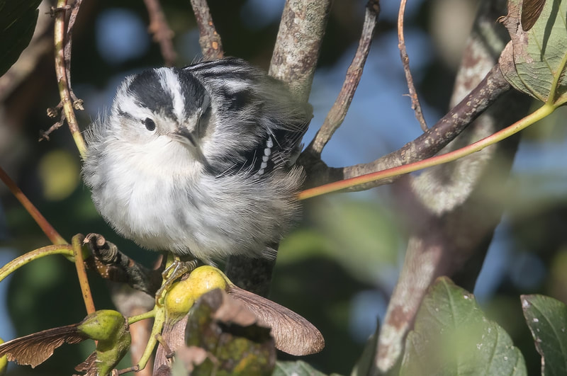 A Black-and-white Warbler, a North American songbird rarely found in Europe