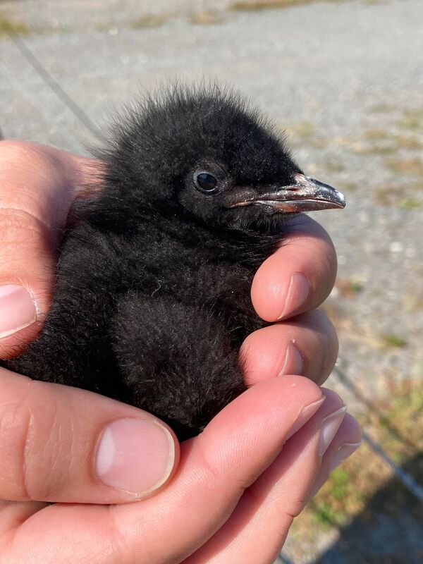 Black Guillemot chick prior to ringing (photo by Robin Sandham)